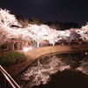 浜松フラワーパークの夜桜