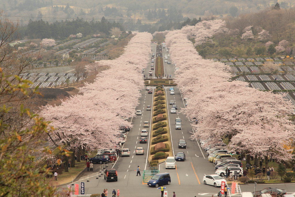 富士霊園の桜並木 By Kibo35 Id 写真共有サイト Photohito