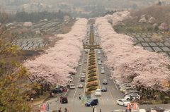 富士霊園の桜並木