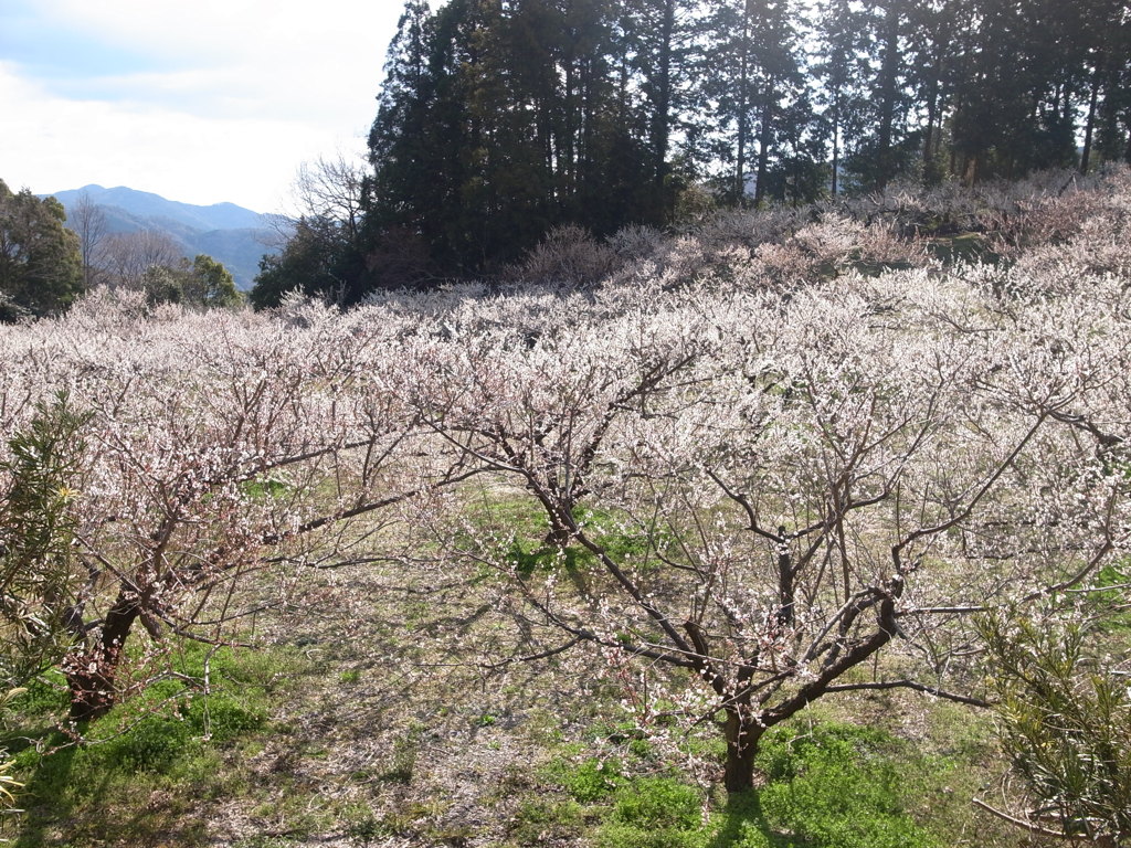 道端の梅園