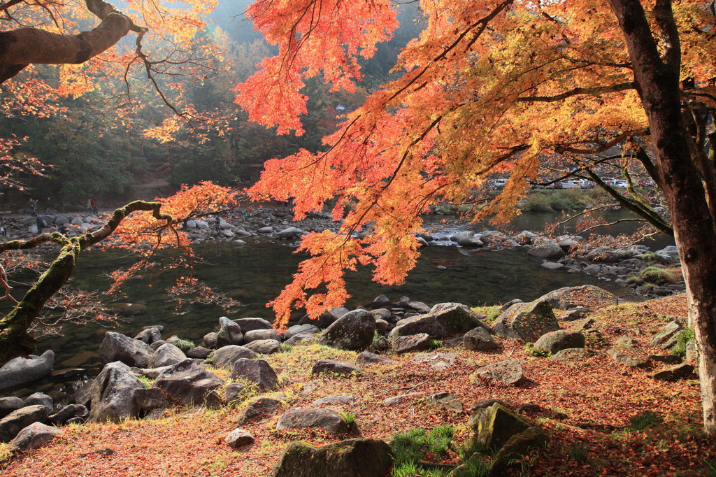 香嵐渓の紅葉２
