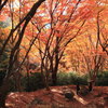 香嵐渓の紅葉３