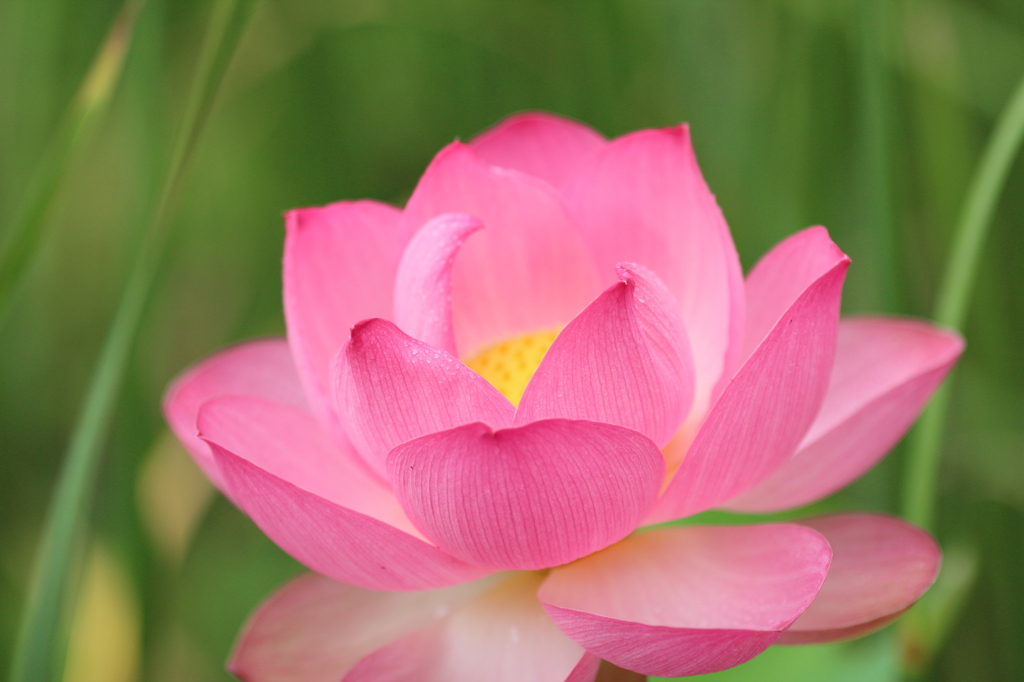 ハスの花