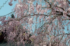 上野の桜