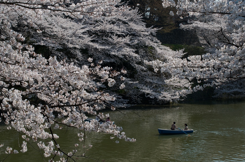 桜の季節に賑わう貸しボート