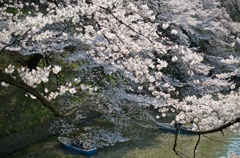 千鳥ヶ淵の桜