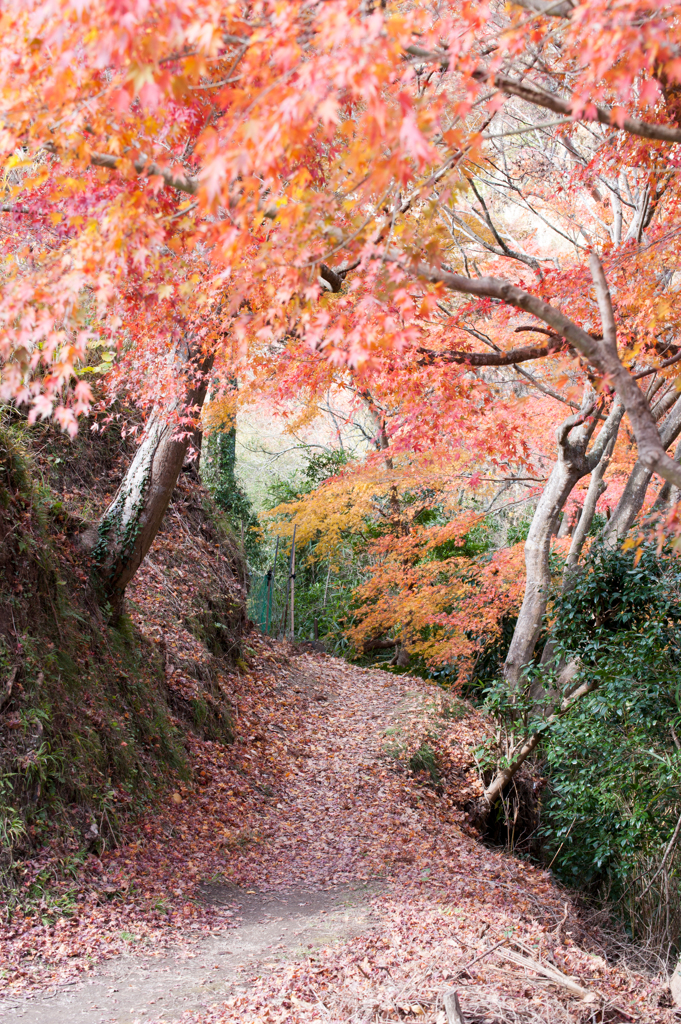 秋への小路