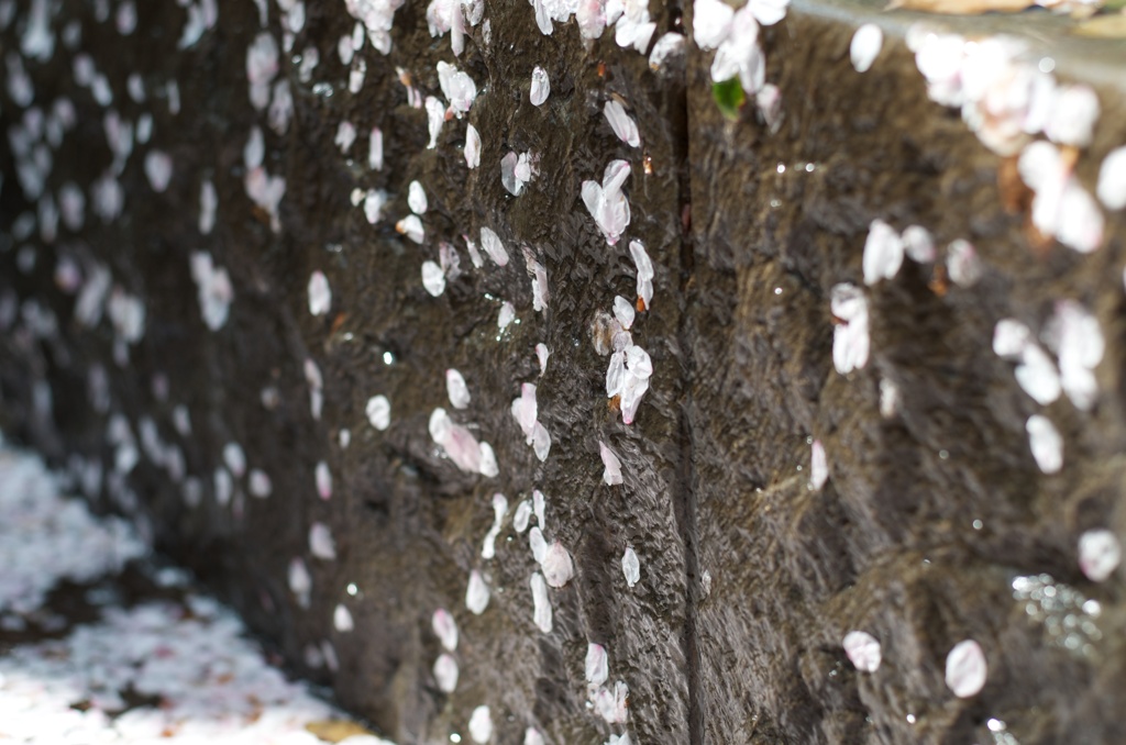 桜が溢れる