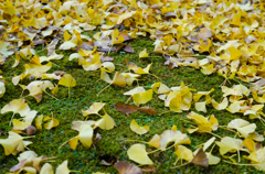 小松寺の秋は黄色と緑のコントラストから始まる