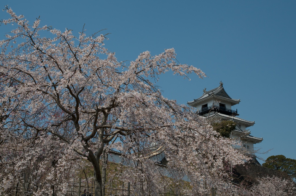 掛川城の桜