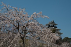 掛川城の桜