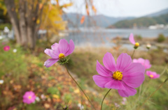 紅葉には負けないもん