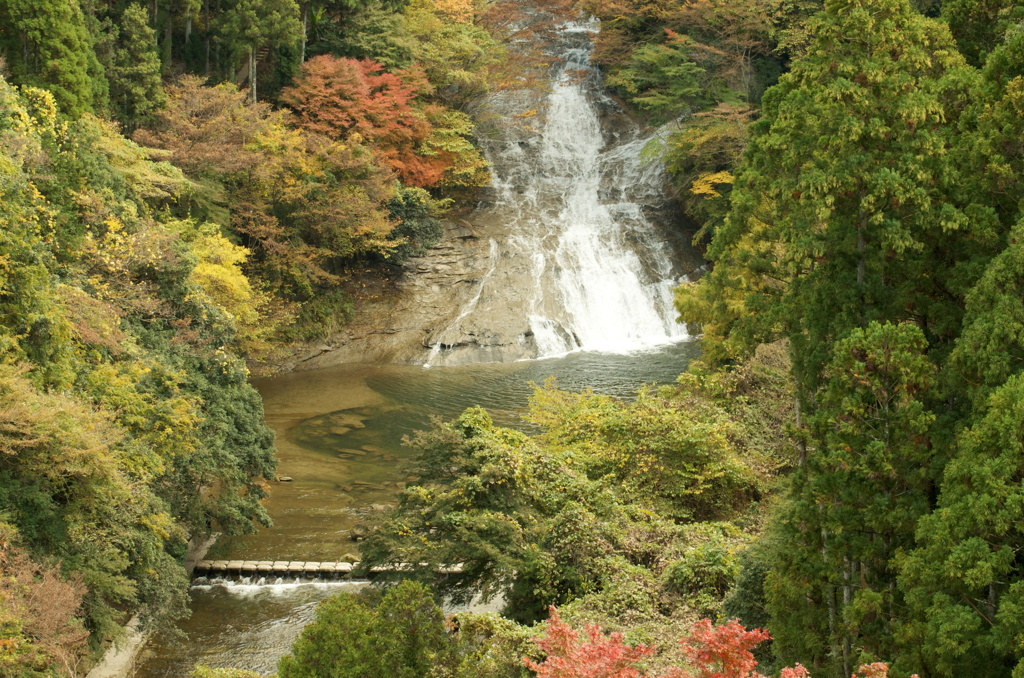 養老渓谷の紅葉はまだ〜