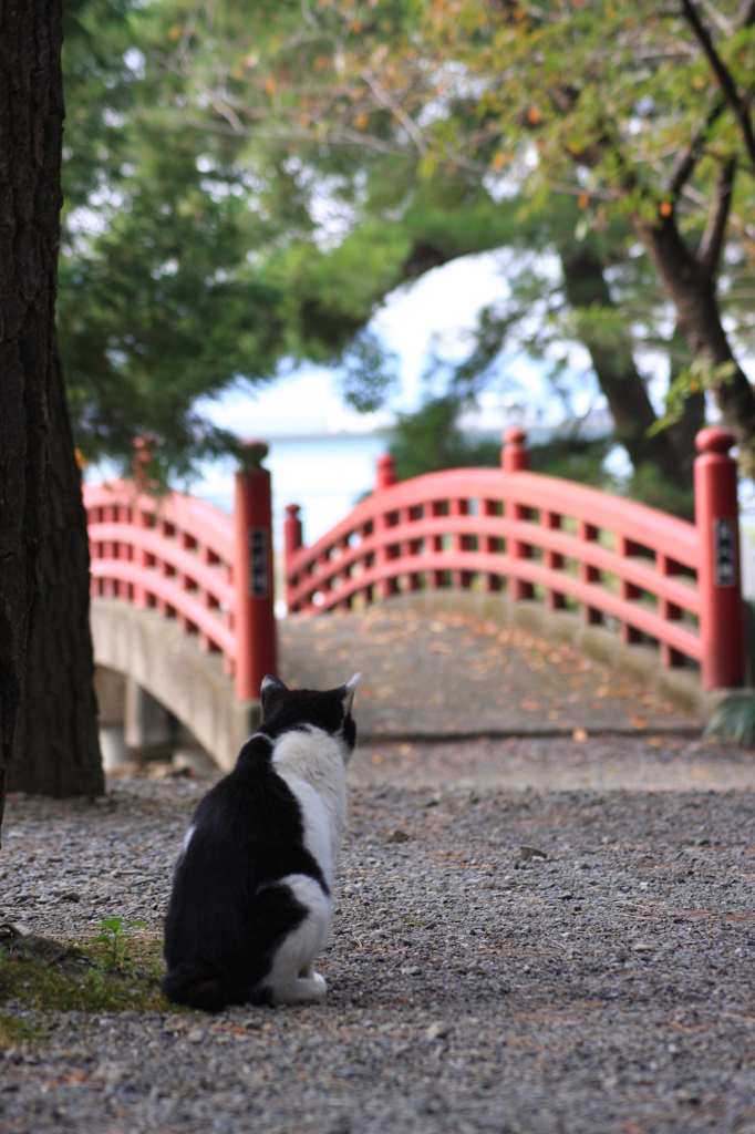 今日もいい天気だニャ