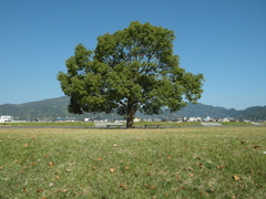 瀬戸川河川敷より