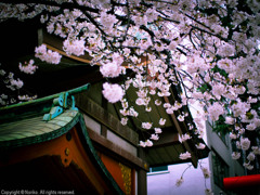 花園神社　桜