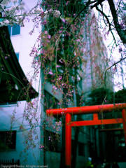 花園神社　しだれ桜