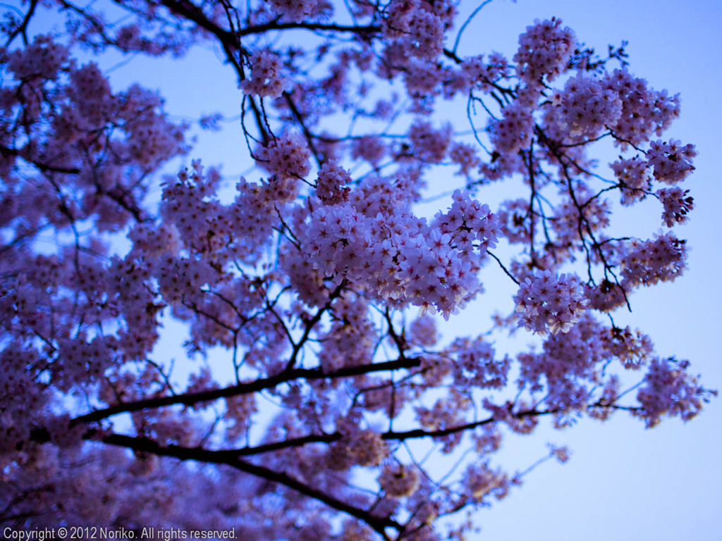 SAKURA