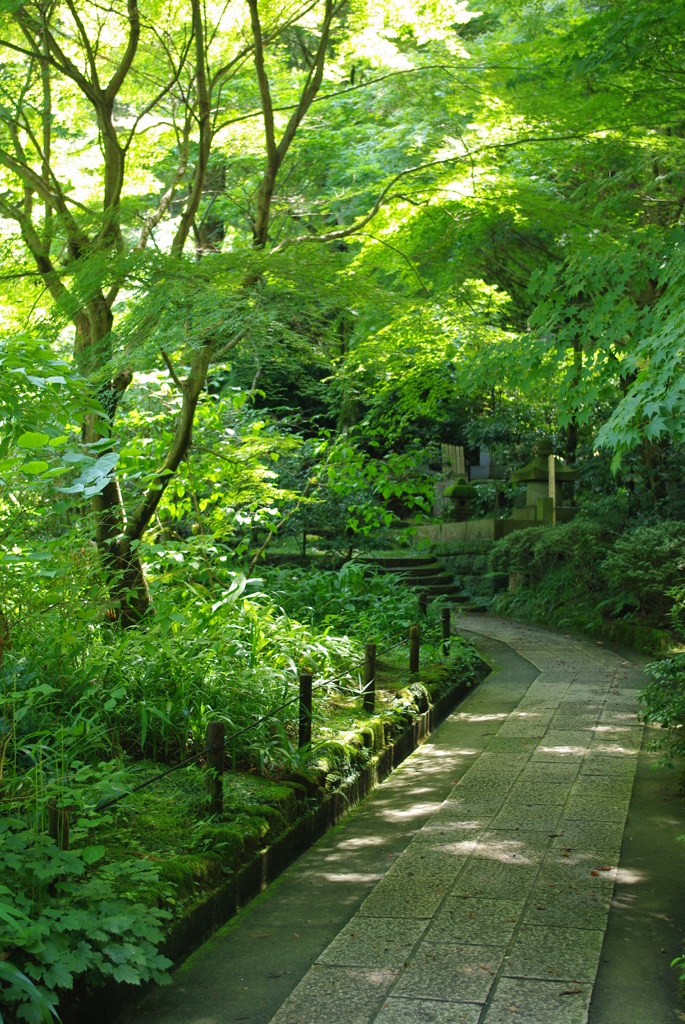 緑に染めあげて