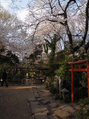 桜咲く