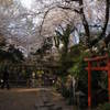 桜咲く