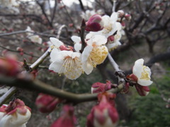 梅の季節