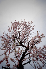 花木