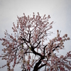 花木