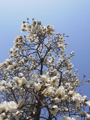 白木蓮