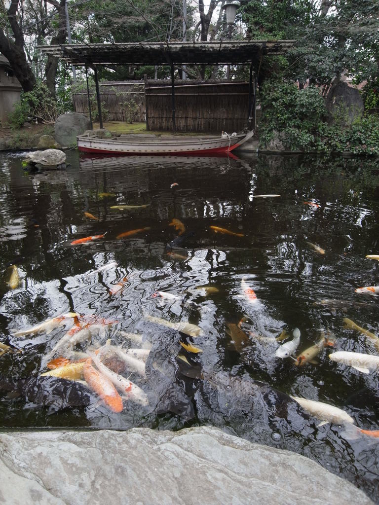 錦鯉