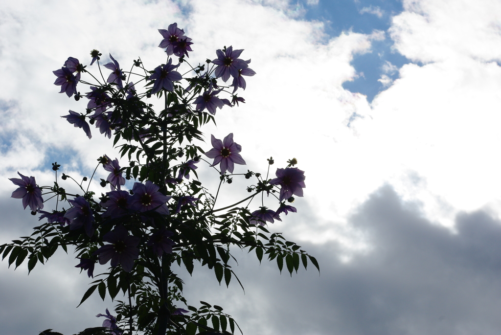 空に咲く花