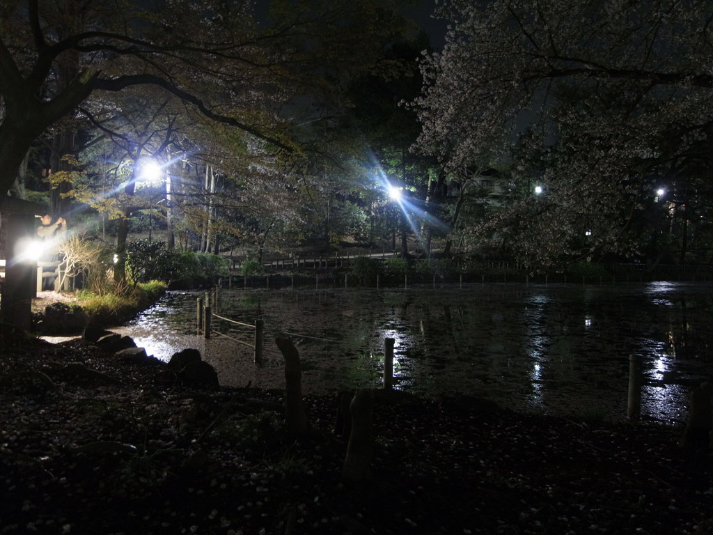 夜桜