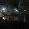 夜桜
