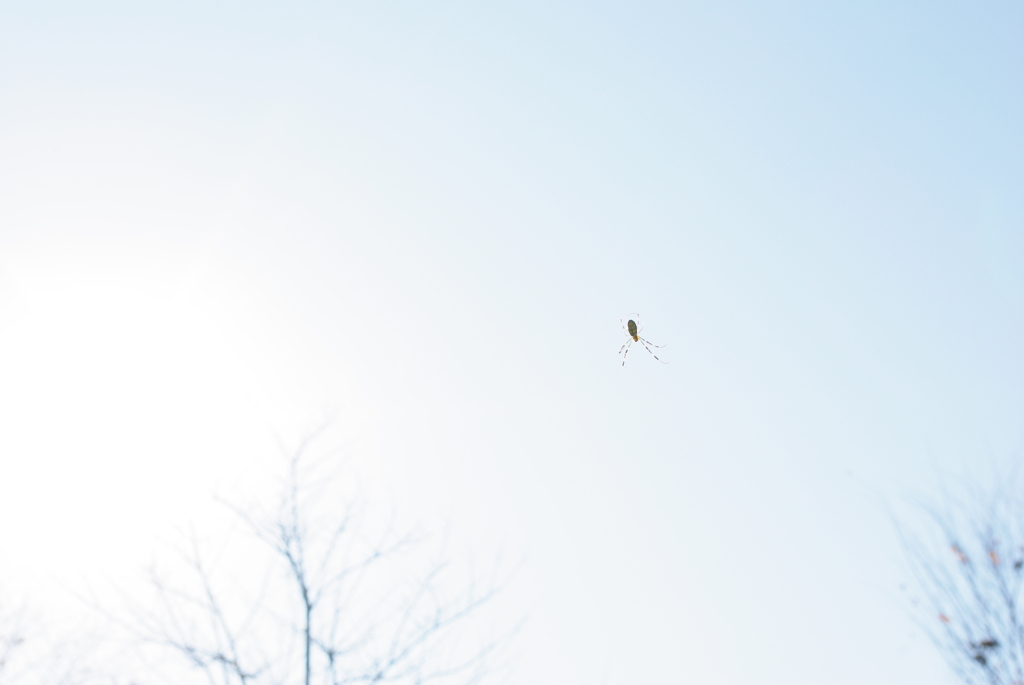 fly