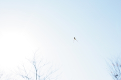 fly