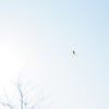 fly