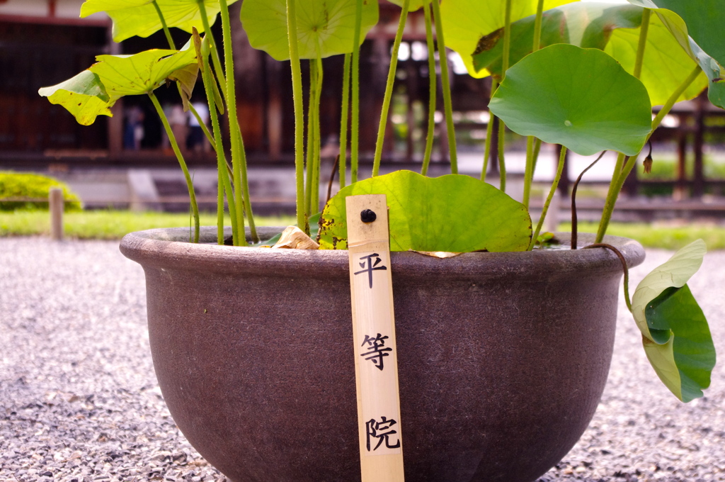 平等院で鉢