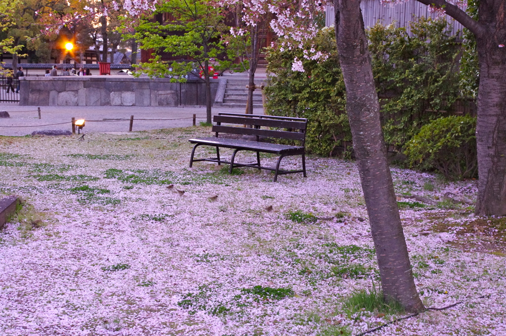 花びらの絨毯