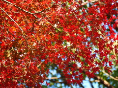 きらきら紅葉