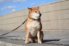 日本の犬