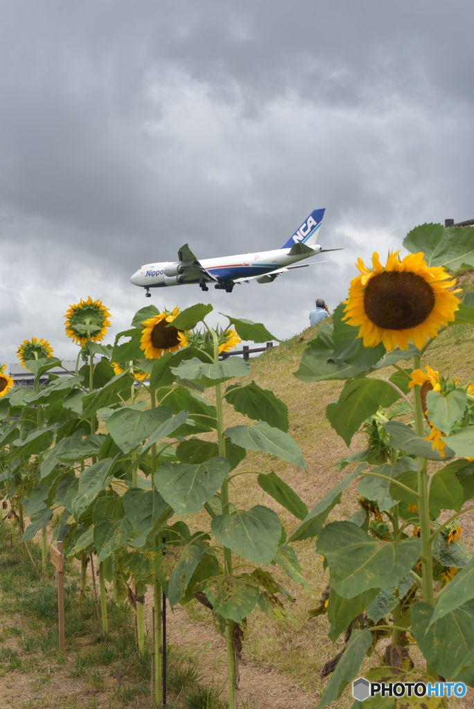 曇り空とNipponCago