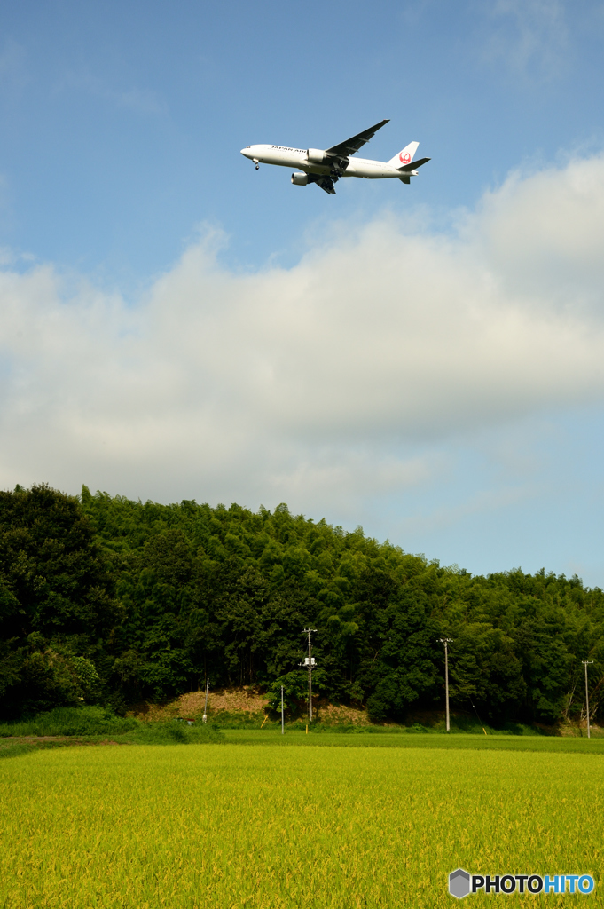 成田な風景（稲穂）