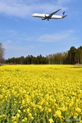 菜の花畑とユナイテッドB8