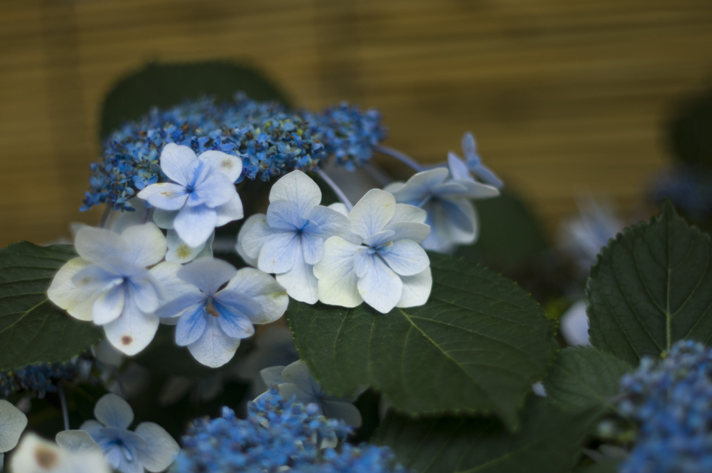 なばなの里　紫陽花祭り