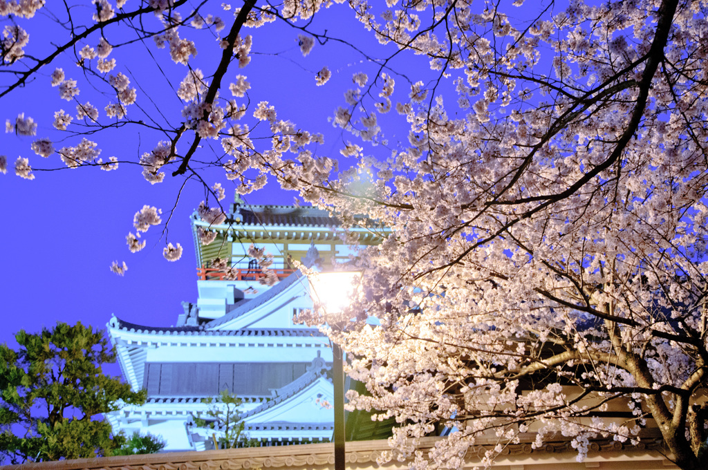 桜～城