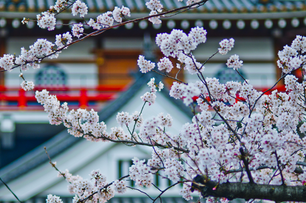 桜～城