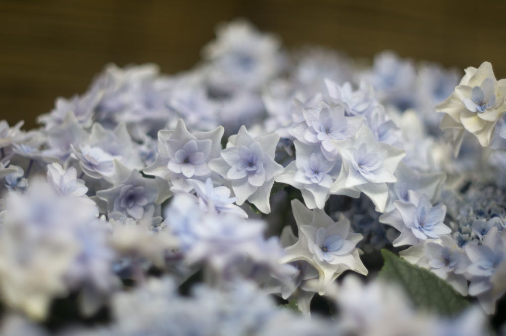 なばなの里　紫陽花祭り