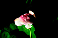 蓮花