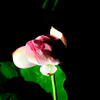 蓮花