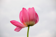 蓮花